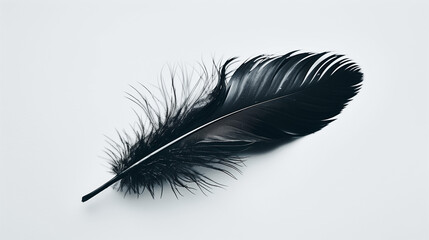 A single black bird feather isolated against a pristine white background.