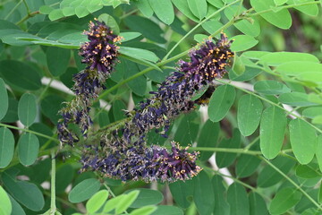 Amorpha fruitcosa (false indigo) flowers.  Fabaceae deciduous shrub. It produces black-purple spikes from April to July.  It is used for slope greening because its roots have strong fixation power.