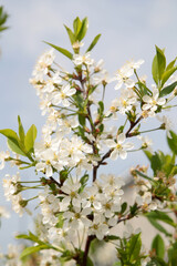 Cherry blossoms. Branches in flowers. Close-up. Selective focus. Copyspace