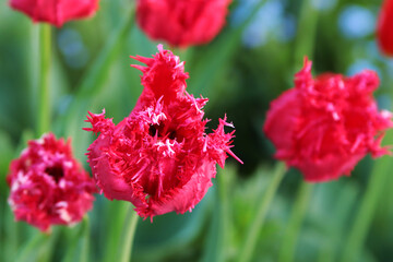 Tulips. Beautiful red double flowers. On a blurred green background. Close-up. Selective focus. Copyspace