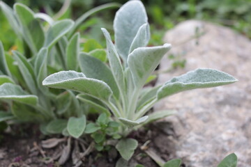 Clean. Sheep ears. Beautiful soft leaves. On a blurred green background. Close-up. Selective focus. Copyspace