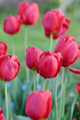 Red tulips on a blurred green background. Close-up. Selective focus. Copyspace