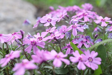 Phlox subulate. Beautiful pink flowers. On a blurred green background. Close-up. Selective focus. Copyspace