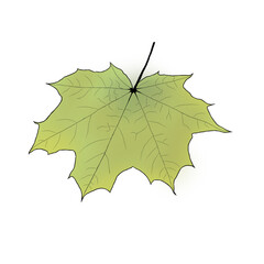 maple, autumn, white, nature, leaf, green, oak, botany, yellow, macro, bright, closeup, symbol, summer, flora, spring, color, plant