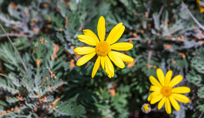 A yellow-petaled euryops flower found in a flower bed. Yellow Bush Daisy, Golden Shrub Daisy, ...