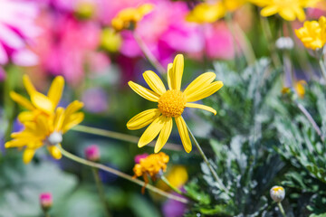 A yellow-petaled euryops flower found in a flower bed. Yellow Bush Daisy, Golden Shrub Daisy, ...