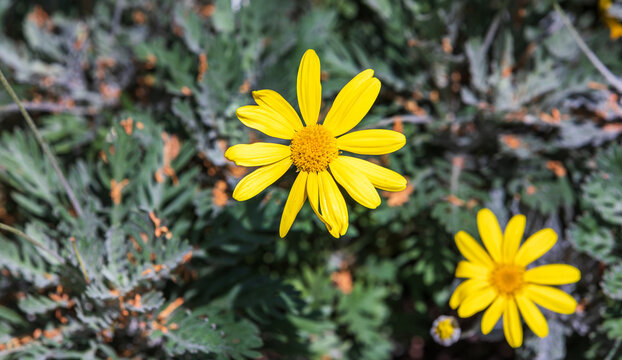 A yellow-petaled euryops flower found in a flower bed. Yellow Bush Daisy, Golden Shrub Daisy,  Euryops pectinatus
