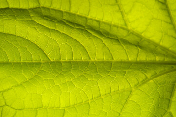 Obraz premium Cucumber leaf background close up. Abstract natural background.