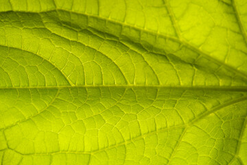 Cucumber leaf background close up. Abstract natural background.
