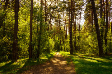 Sunbeams streaming through the pine trees and illuminating the young green foliage on the bushes in the pine forest in spring.