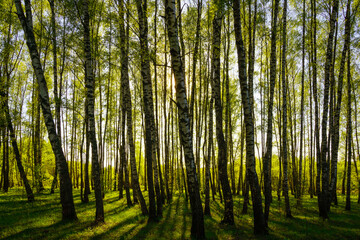Sunset or sunrise in a spring birch forest with bright young foliage glowing in the rays of the sun and shadows.