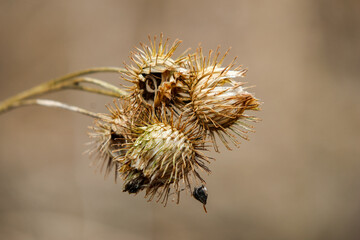Last year's brown Greater burdock stalks with their seeds are waiting for the beginning of spring.