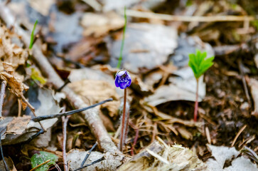 Single Blue Anemone Blooming on Forest Floor in Early Spring, Low Angle Close-Up, horizontal