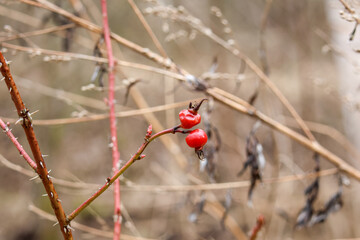 Last year's red Rosa micrantha stalks with their seeds are waiting for the beginning of spring.