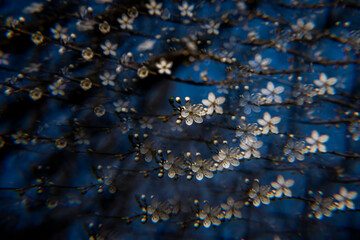 Abstract background of blossoming branches