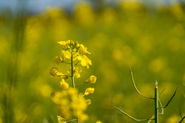 Yellow Mustard Field Farm with Mustard Flowers Farming for  Rapeseed Oil