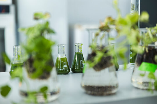 Erlenmeyer samples with spirulina algae solutions in laboratory