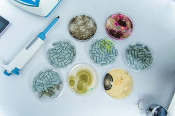 Petri dishes with fungus and spirulina pills in bio laboratory
