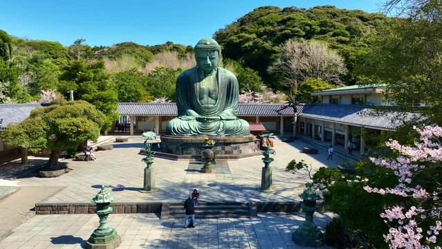 drone view of Buddha statue in Kamakura, Japan, Japanese Giant Buddha in springtime with sakura in bloom, a large statue of Buddha with cherry tree in bloom