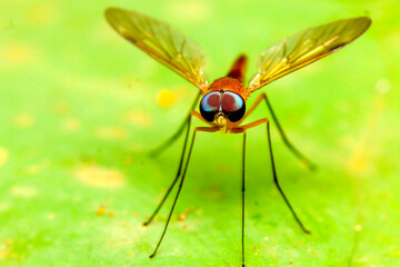 Fototapeta premium macro photo of dragonfly