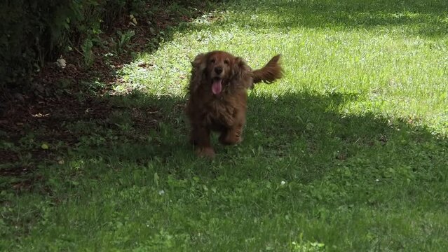 happy dog cocker spaniel running in the grass slow motion