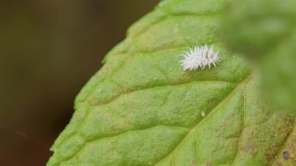 Planococcus citri, commonly known as the citrus mealybug isolated video  on a green leaf, macro, top view