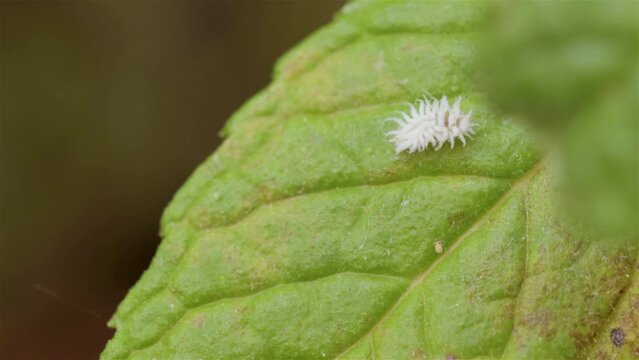 Planococcus citri, commonly known as the citrus mealybug isolated video  on a green leaf, macro, top view