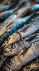 Fototapeta premium Freshwater fish from the rivers of South America
