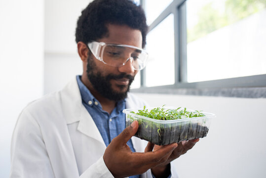 Young scientist examining sprouts in container at laboratory