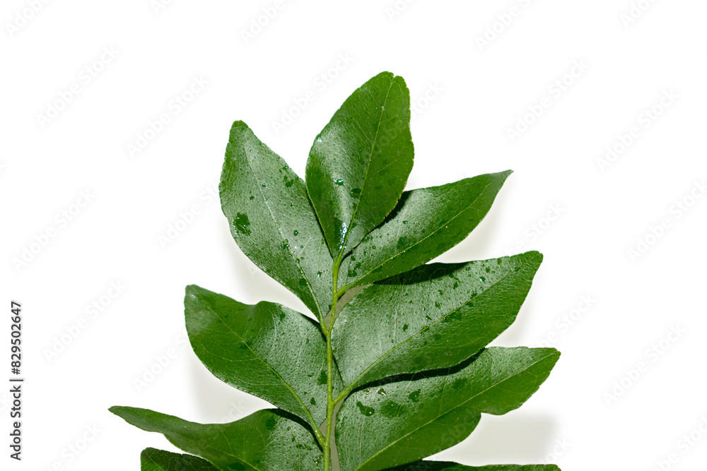 Poster fresh organic curry leaves ( murraya koenigii ) isolated on white background, fresh green curry leav