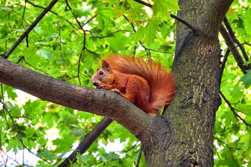 Red ginger cute squirrel sitting on a tree branch