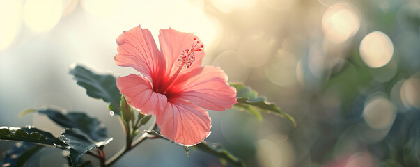Delicate hibiscus flower illuminated by the warm glow of sunrise