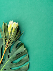 Single protea flower and monstera leaf on a vibrant green background, offering a stylish, natural...