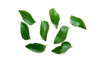 Fresh organic curry leaves ( Murraya koenigii ) isolated on white background, Fresh green curry leaves