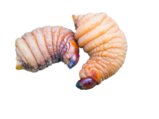 Rhynchophorus ferrugineus, Red Palm Weevil 