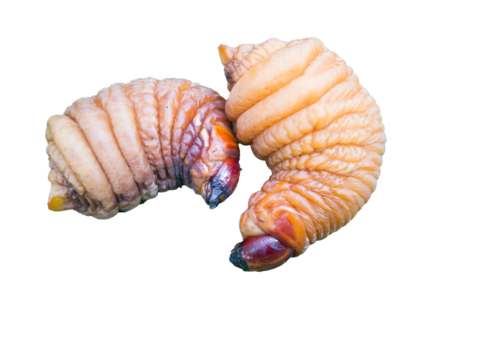 Rhynchophorus ferrugineus, Red Palm Weevil 