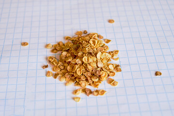 Dry hot pepper seeds against the background of a checkered notebook sheet.
