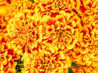 Orange marigold flowers top view closeup. Colorful, natural pattern.