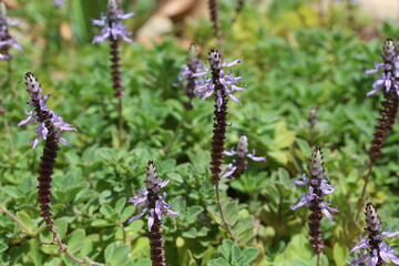 flowers and leaves of Coleus caninus, also known as Plectranthus caninus. It is a herb from the mint family Lamiaceae.
