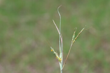 flowers and stems of  Hyparrhenia hirta