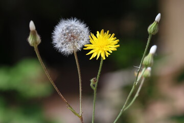 dandelion in the field in spring