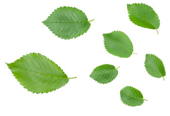 Green leaves of elm isolated on a white background