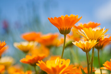 Orange calendula flowers in the garden on a sunny day