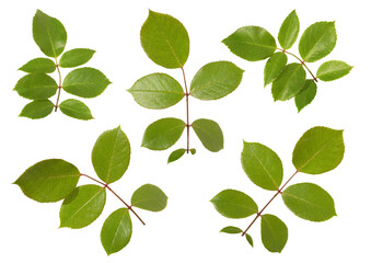 Rose leaves isolated on white background