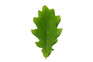 Black oak leaf isolated white background