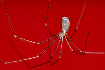 A long leg daddy spider in a web