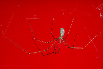 A long leg daddy spider in a web