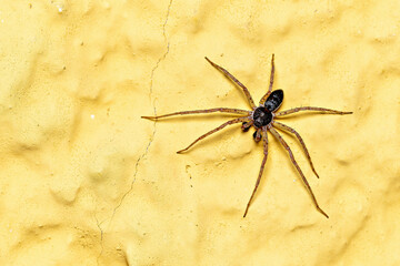 A brown running turf spider 