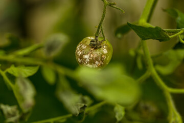 sick and rotten tomato, harvest in a warm vegetable garden, moldy vegetable, green tomatoe