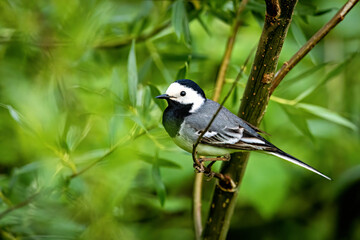 A white wagtail in the hedges 